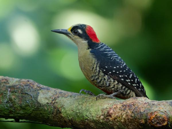 <h3><a href="/trips/costa-rica/biota/animalia/chordata/aves/039 piciformes/009 picidae/melanerpes pucherani/melanerpes pucherani-nl.html">Melanerpes&nbsp;pucherani</a> / Black‑cheeked&nbsp;woodpecker / Zwartwangspecht</h3>OM-1 Mark II met OLYMPUS M.150-400mm F4.5, 1/640 sec  bij F4.5, ISO 10000, afstand 5.17&nbsp;m